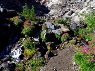 Loowit Falls Trail at Mt. St. Helens NM in WA