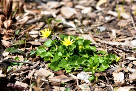 Early bloomer spring flower plant photo