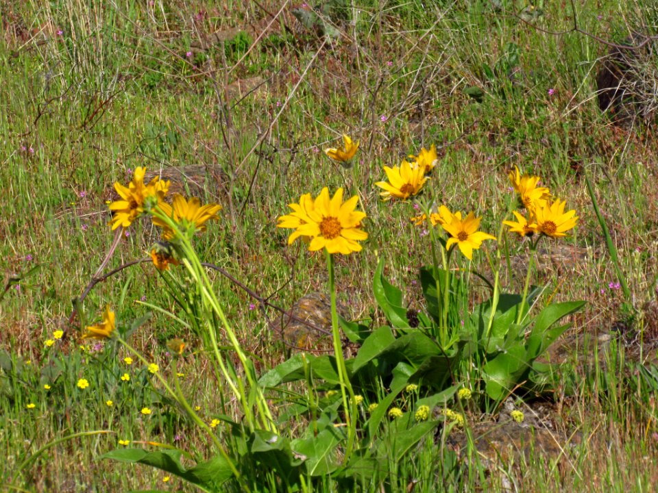Crawford Oaks Trail at Columbia Hills SP in WA