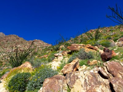 Ocotillos at Anza-Borrego Desert SP in CA