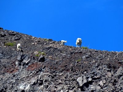 Mountain Goats at Mt. St. Helens NM in WA