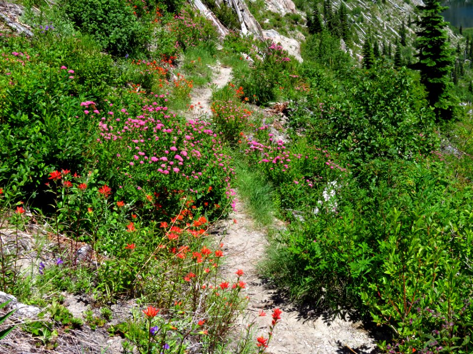 Lakes Trail at Mt. Margaret Backcountry in WA