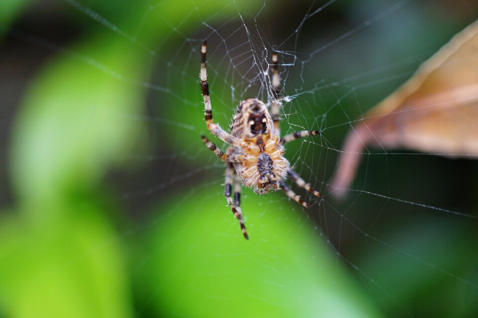 Cobweb arachnid nature