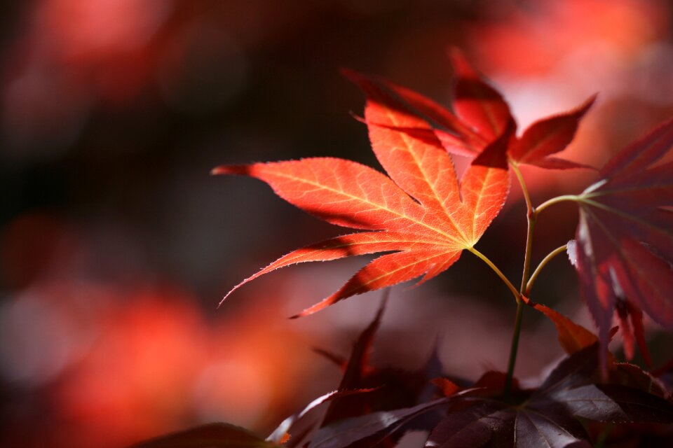 Nature chestnut leaves fall color
