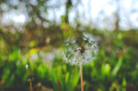 Dandelion flower nature