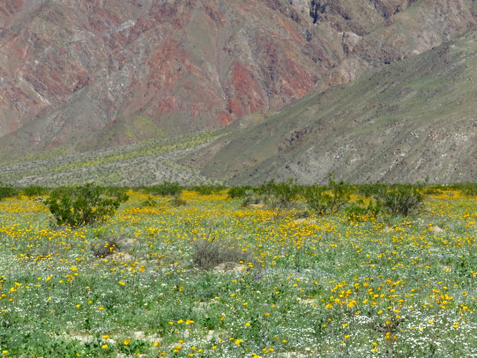 Henderson Canyon with Wildflowers at Anza-Borrego Desert SP in CA photo