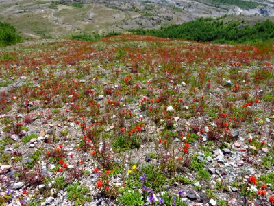 Wildflowers at Mt. St. Helens NM in WA