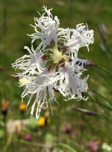 White wild flower alpine flower