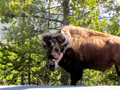 Yellowstone NP in WY