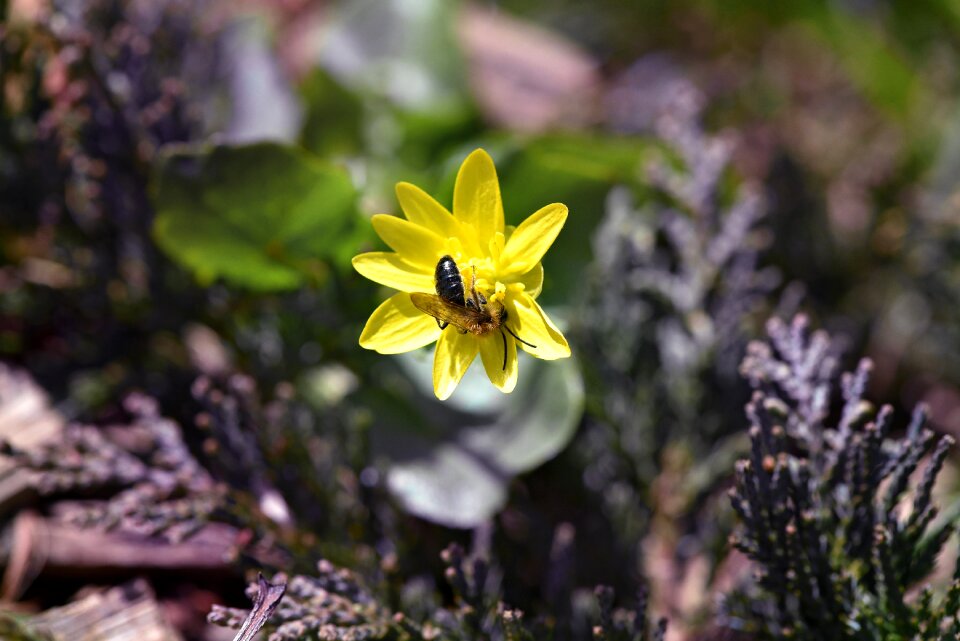 Flower yellow flower celandine