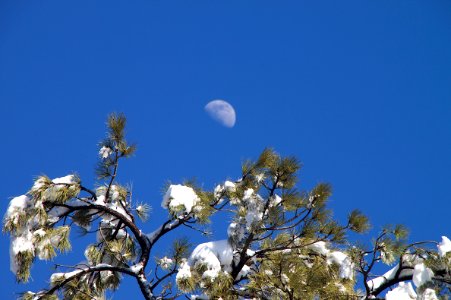 Moon over Pines