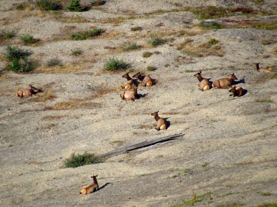 Elk Herd at Mt. Margaret Backcountry in WA