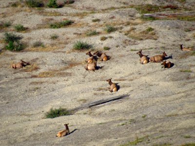 Elk Herd at Mt. Margaret Backcountry in WA