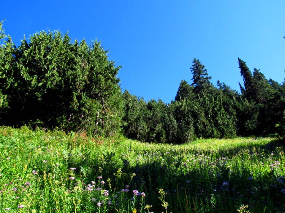 Wildflowers at Tatoosh Wilderness in WA
