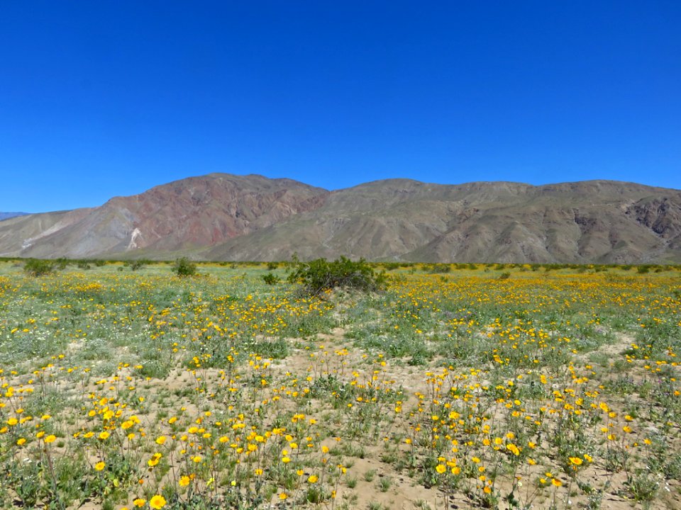 Henderson Canyon with Wildflowers at Anza-Borrego Desert SP in CA photo