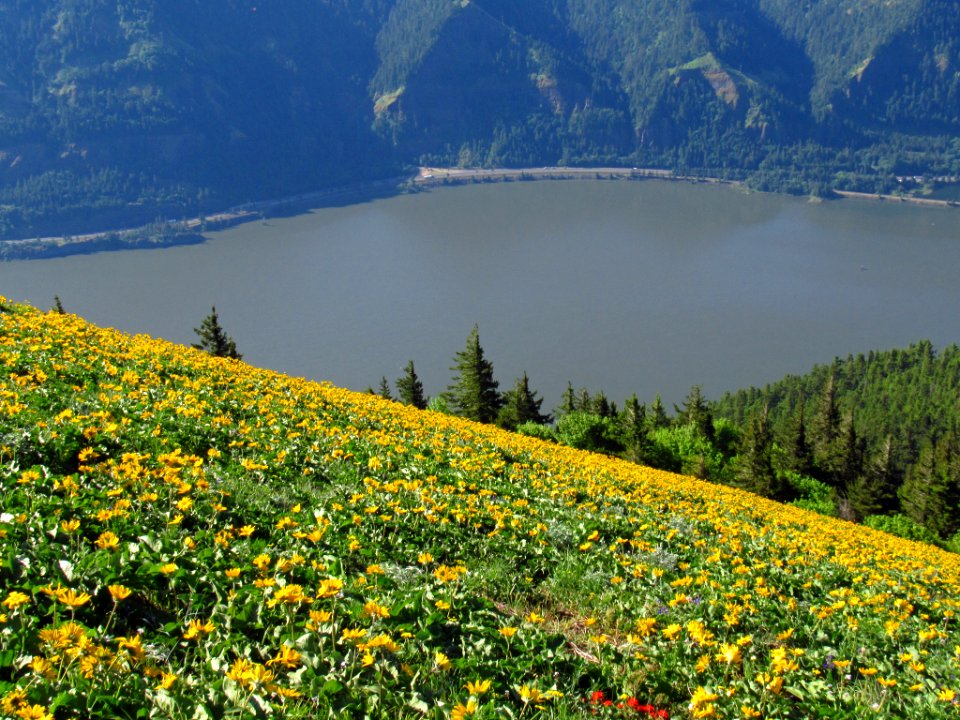 Wildflowers on Dog Mountain Trail in WA