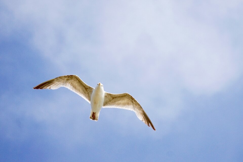 Flight flying coast