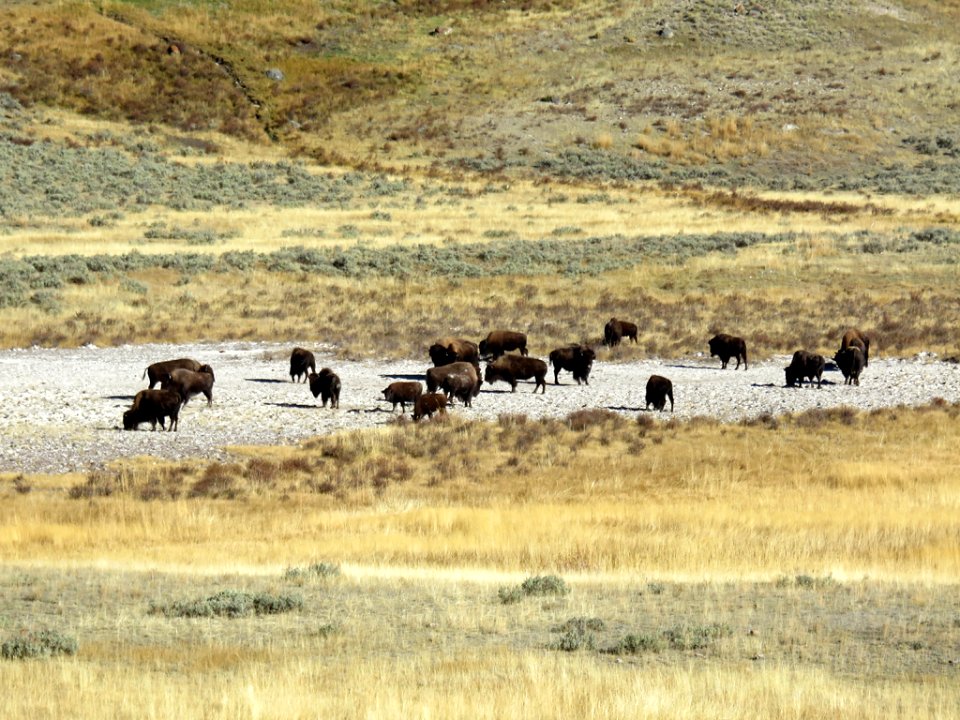 Bison at Yellowstone NP in Wyoming
