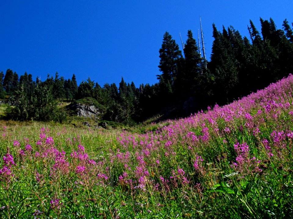 Wildflowers at Tatoosh Wilderness in WA