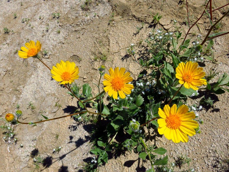 Henderson Canyon with Wildflowers at Anza-Borrego Desert SP in CA