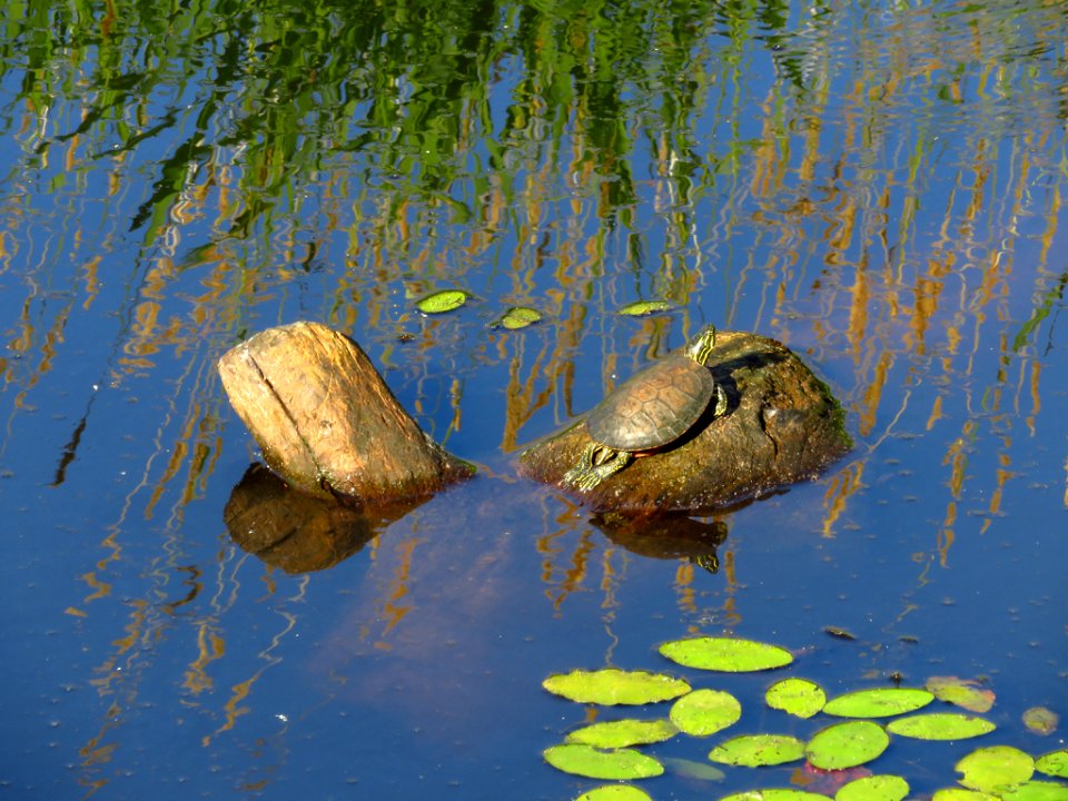 Western Turtle at Steigerwald Lake NWR in WA