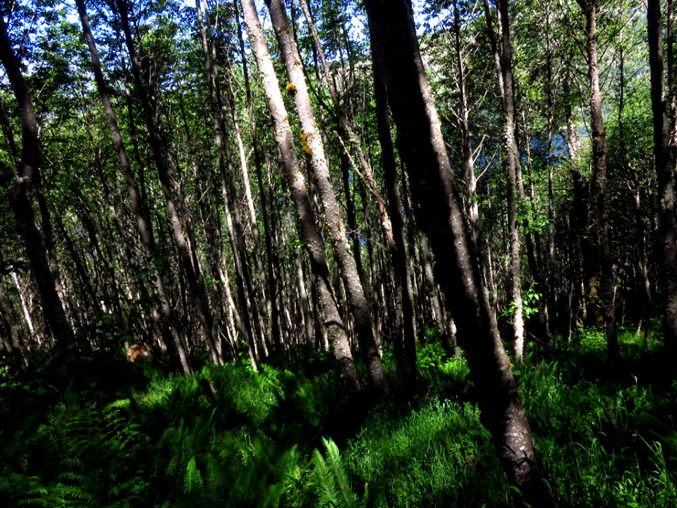 Coldwater Lake Trail at Mt. St. Helens NM in Washington