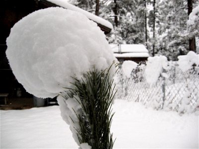 This Tree Caught a Snowball
