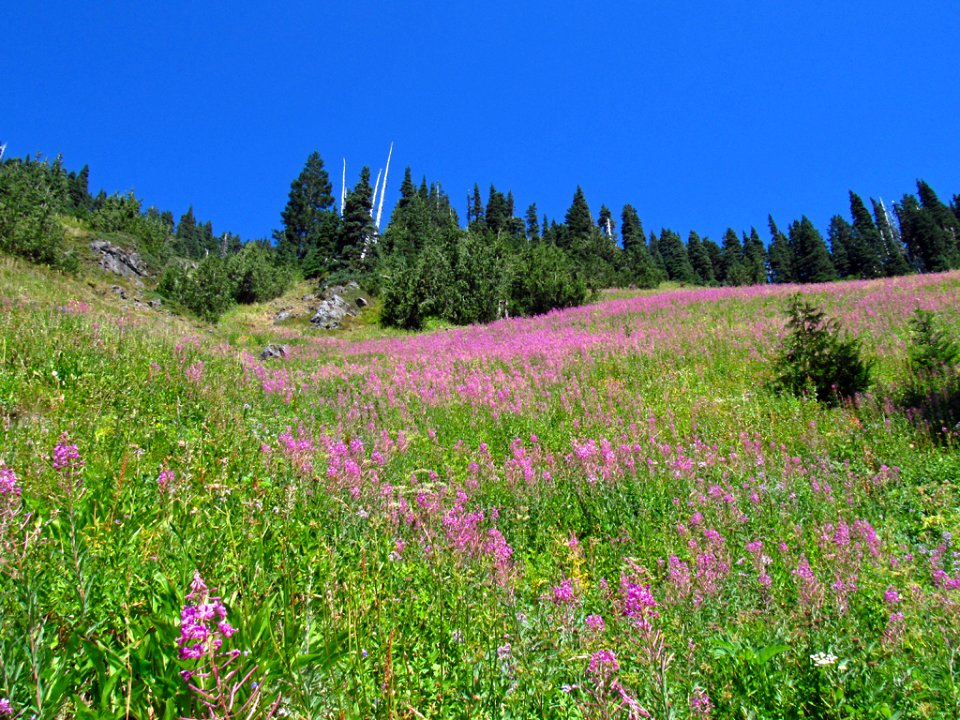 Wildflowers at Tatoosh Wilderness in WA