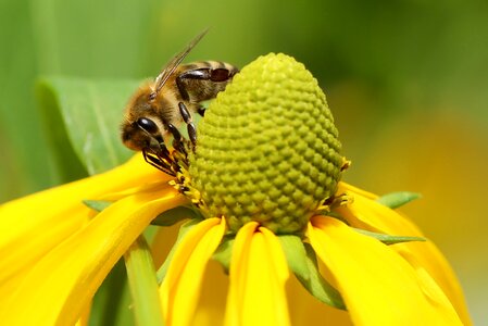 Animal close up flowers
