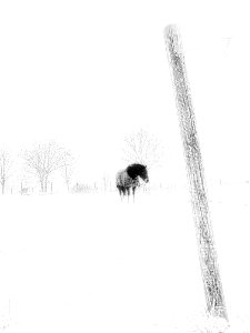 Flanders Winter Landscape