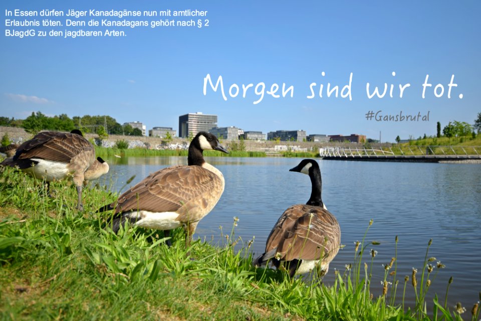 Morgen-sind-wir-tot
