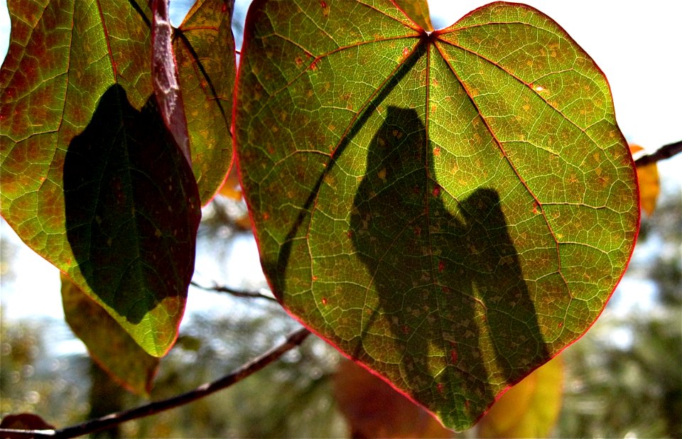 Backlit Autumn Leaves