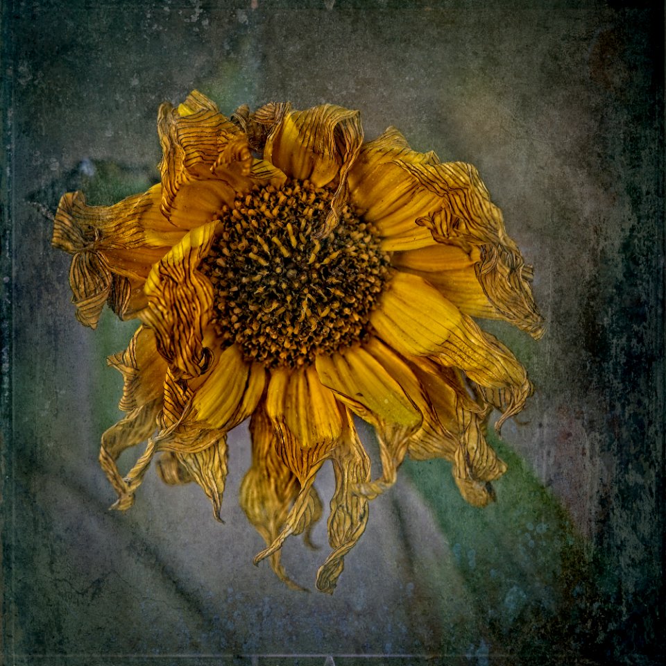Tournesol (Étude II)