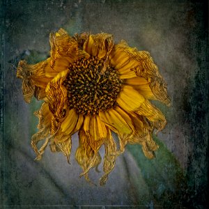 Tournesol (Étude II)