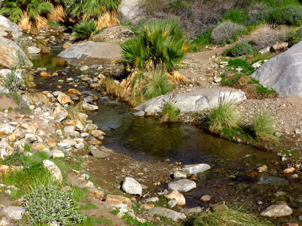 Palm Oasis at Anza-Borrego Desert SP