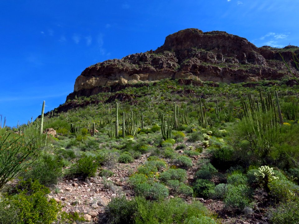Organ Pipe Cactus NM in AZ