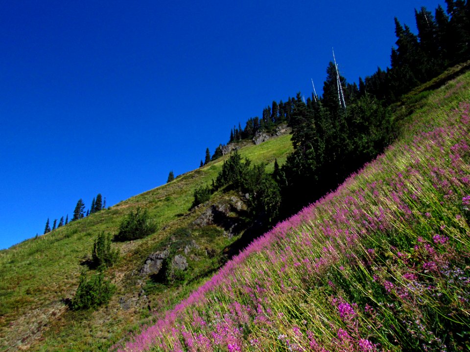 Wildflowers at Tatoosh Wilderness in WA