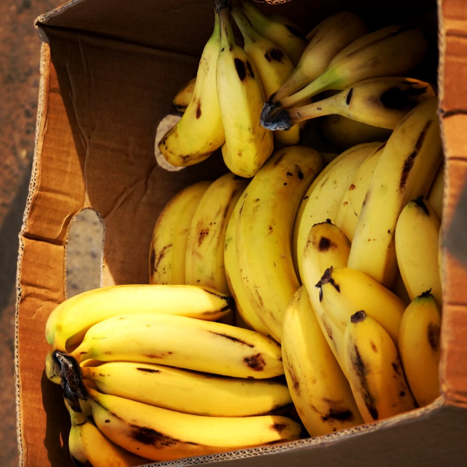 Food healthy organic