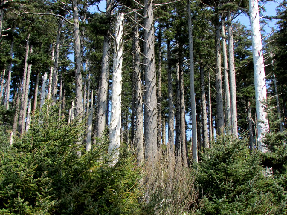 Cannon Beach at Pacific Coast in OR