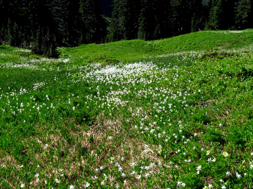 Wildflowers on Tatoosh Peak Trail in WA