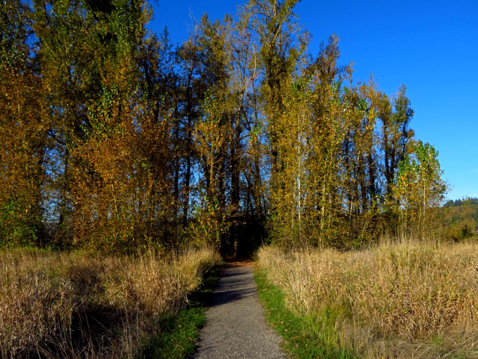 Autumn at Steigerwald Lake NWR in WA