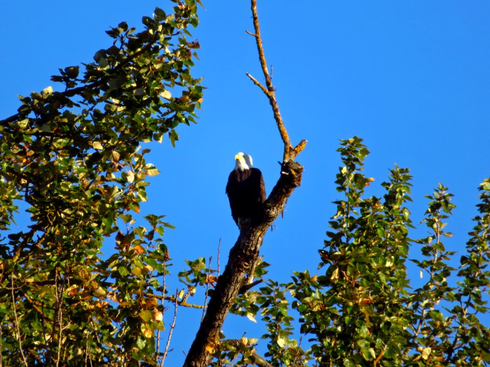 Bald Eagle at Steigerwald Lake NWR in WA