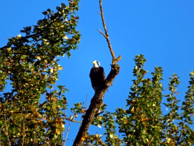 Bald Eagle at Steigerwald Lake NWR in WA