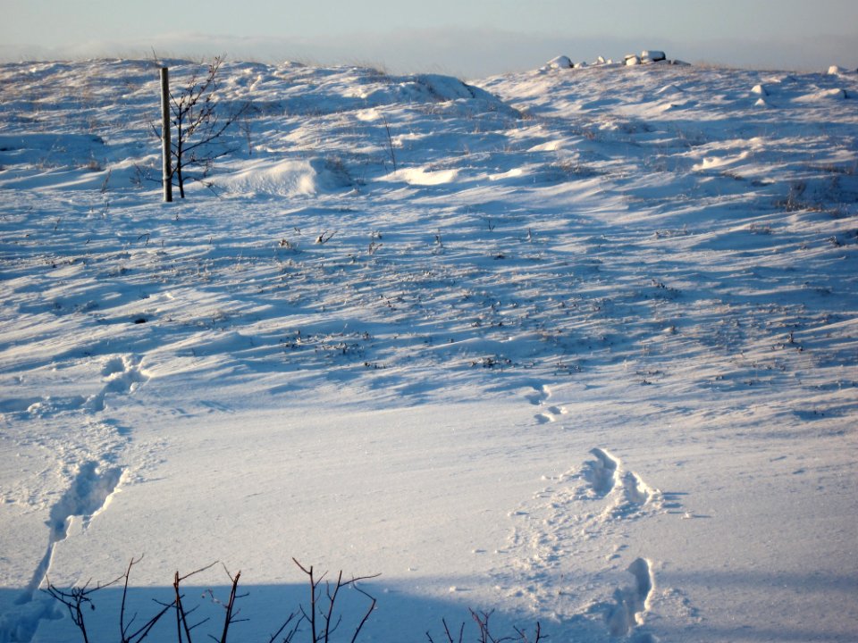 Snow Whipped Froth