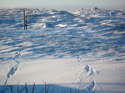 Snow Whipped Froth