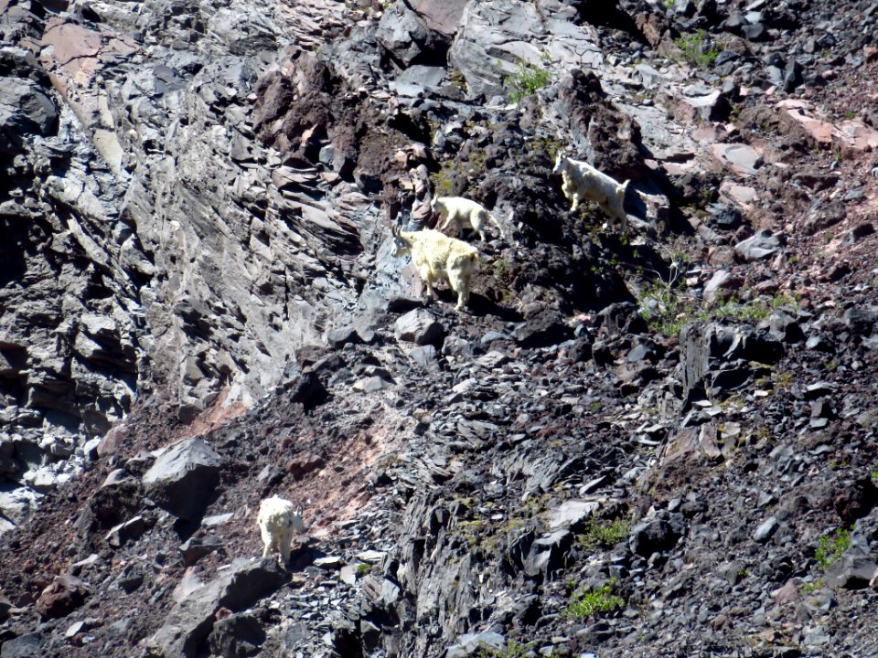 Mountain Goats at Mt. St. Helens NM in WA