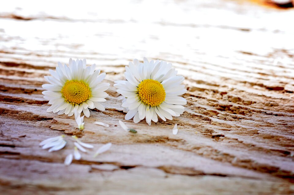 Wildflowers pair white