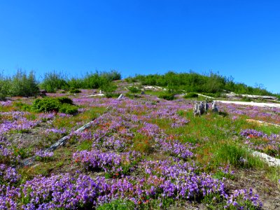 Wildflowers at Mt. St. Helens NM in Washington