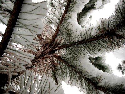 Under the Pine