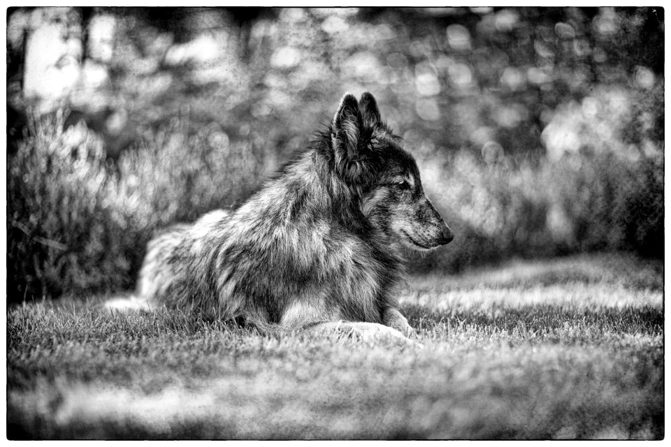 Belgian Shepherd (Tervueren)